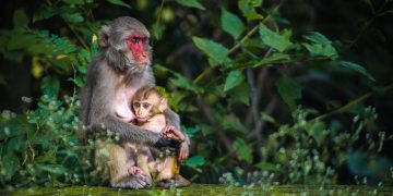 Imagem de Gude Pavan por Pixabay