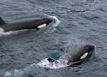 orcas