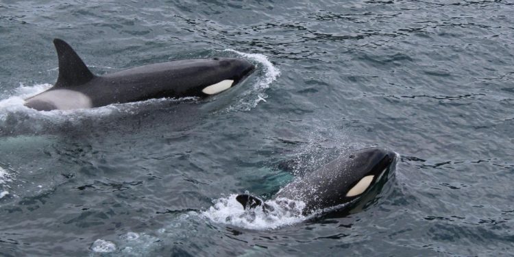 orcas