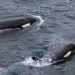 orcas
