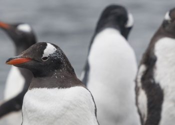 pinguins