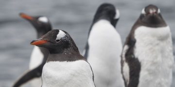 pinguins