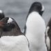 pinguins