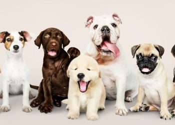 cachorros