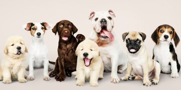 cachorros
