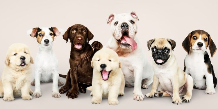 cachorros