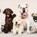 cachorros