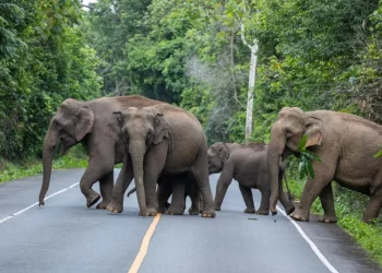 elefante