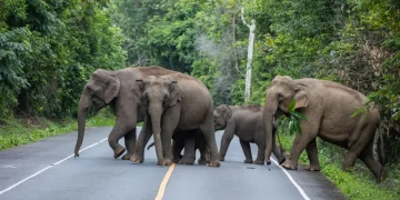 elefante