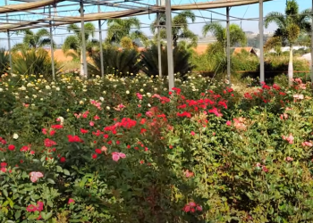 holambra flores