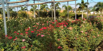 holambra flores