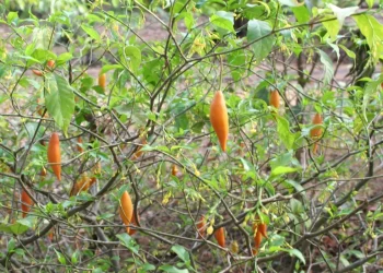 ibogaína