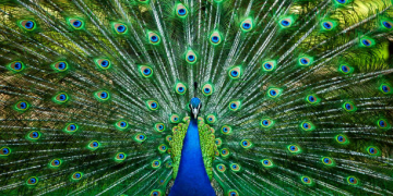 Pavão