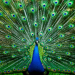 Pavão