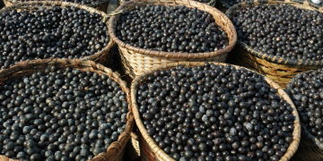 açaí