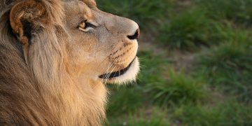 Imagem de Brigitte Jauffrineau por Pixabay