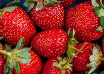 morango