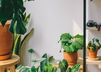 plantas
