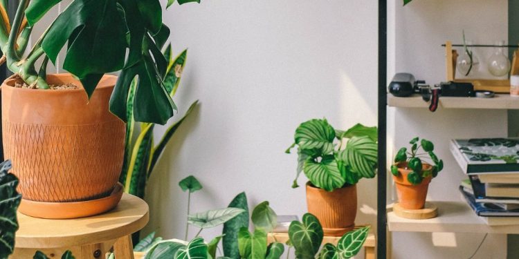 plantas