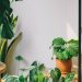 plantas