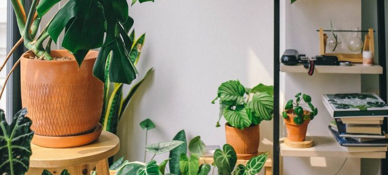 plantas