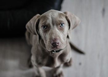 Imagem de Cedric Clth por Pixabay
