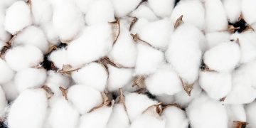 algodão