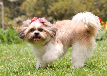 Imagem de Jasmine Fröhlich por Pixabay