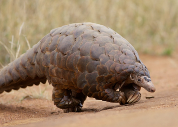 animal pangolim