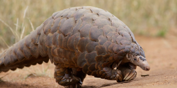animal pangolim