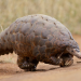animal pangolim