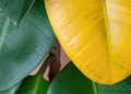 planta