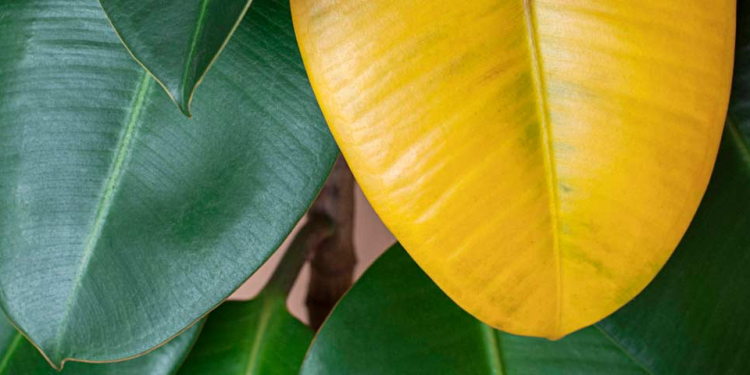 planta