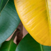 planta