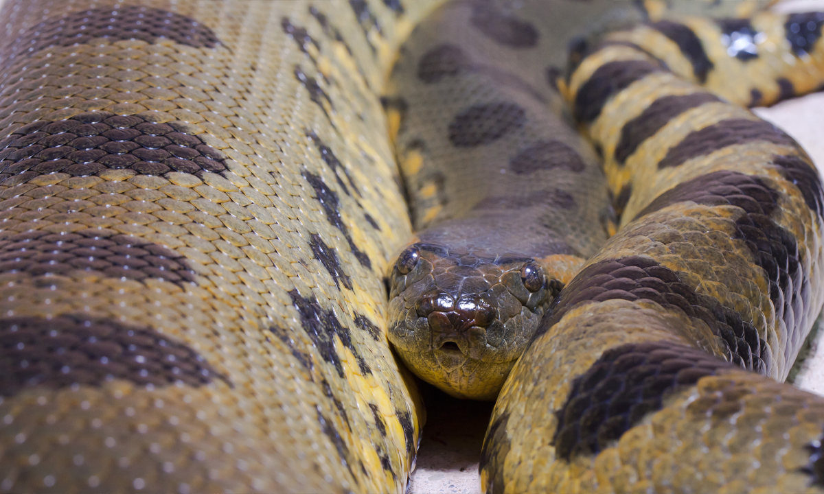 cobra amazônia