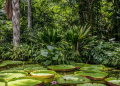 amazônia