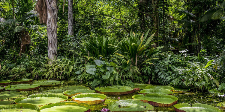 amazônia
