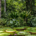 amazônia