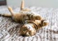 gatos