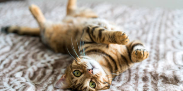gatos