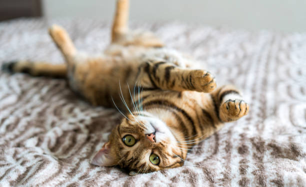 gatos