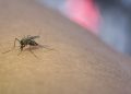 mosquito