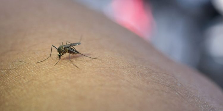 mosquito