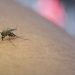 mosquito
