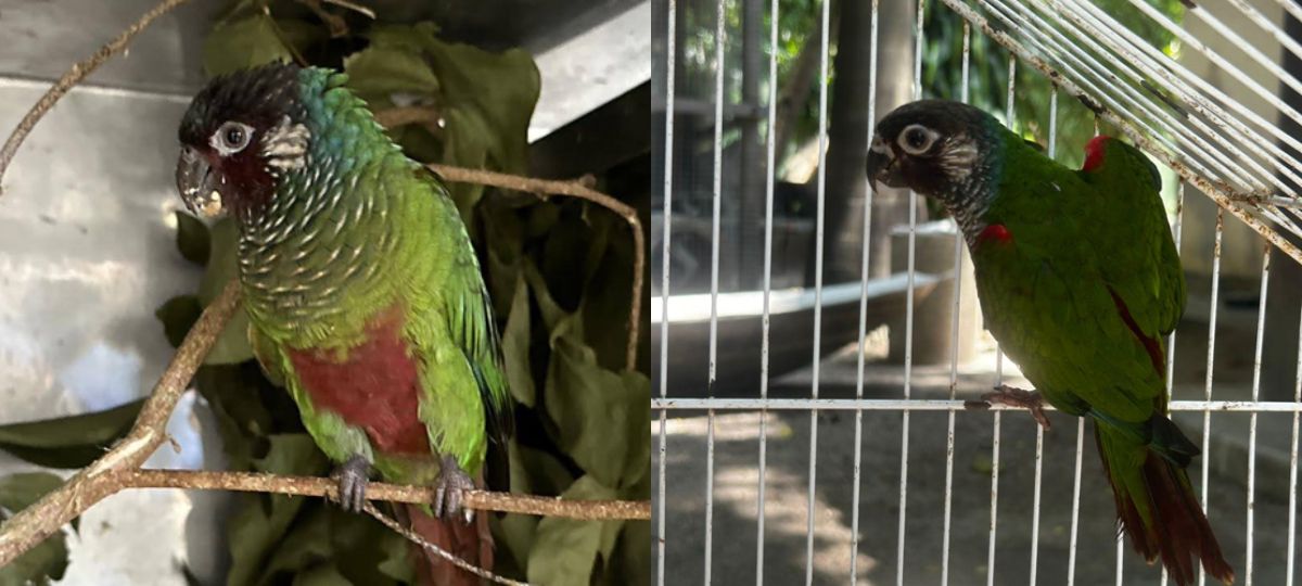 aves silvestres latam