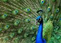 pavão