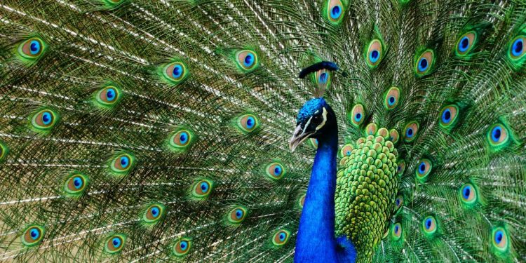 pavão
