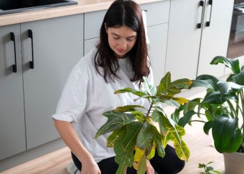 plantas cozinha