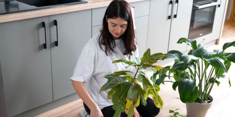 plantas cozinha