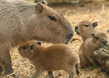 Capivara